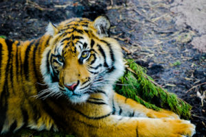 Sumatran Tiger Topeka Zoo