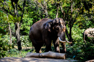 Asian Elephant St. Louis Zoo