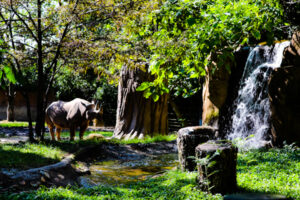 Black Rhino St. Louis Zoo