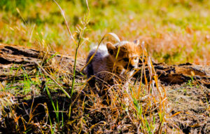 Cheetah Cubs Dickerson Park Zoo