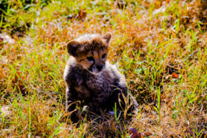 Cheetah Cubs Dickerson Park Zoo 10