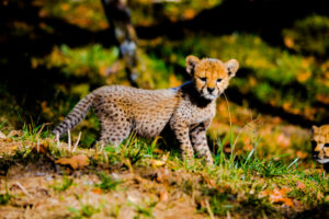 Cheetah Cubs Dickerson Park Zoo 11