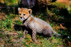 Cheetah Cubs Dickerson Park Zoo 12