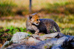 Cheetah Cubs Dickerson Park Zoo 13