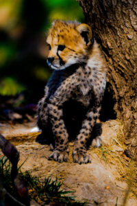 Cheetah Cubs Dickerson Park Zoo 14