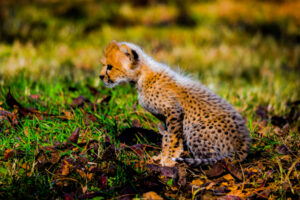 Cheetah Cubs Dickerson Park Zoo 15