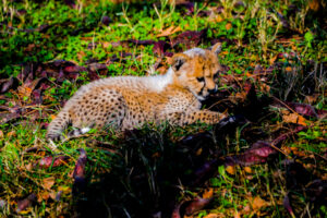 Cheetah Cubs Dickerson Park Zoo 16