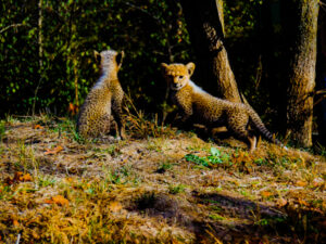 Cheetah Cubs Dickerson Park Zoo 17