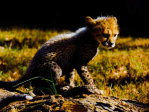 Cheetah Cubs Dickerson Park Zoo 18