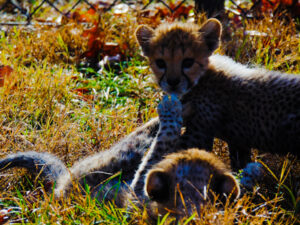 Cheetah Cubs Dickerson Park Zoo 19