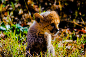 Cheetah Cubs Dickerson Park Zoo 2