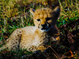 Cheetah Cubs Dickerson Park Zoo 20