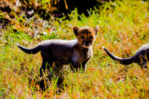 Cheetah Cubs Dickerson Park Zoo 3