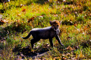 Cheetah Cubs Dickerson Park Zoo 5