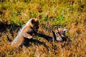 Cheetah Cubs Dickerson Park Zoo 8