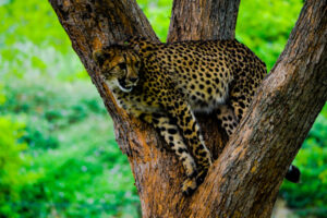 Cheetah Henry Doorly Zoo