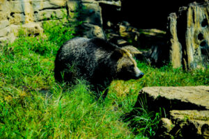 Grizzly Bear St. Louis Zoo