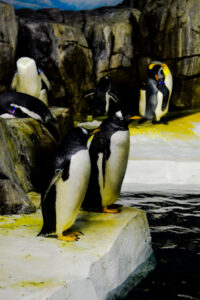 Penguin Habitat Kansas City Zoo