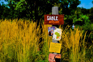 Sable Antelope Specie Sign Henry Doorly Zoo