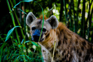 Spotted Hyena St. Louis Zoo