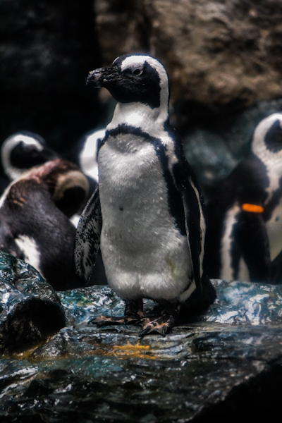 African Black Footed Penguin Pueblo Zoo