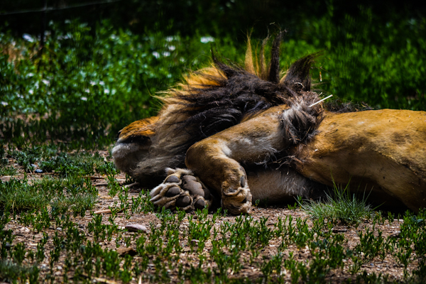 African Lion Pueblo Zoo