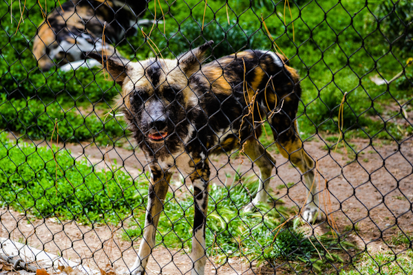 African Painted Dog Pueblo Zoo