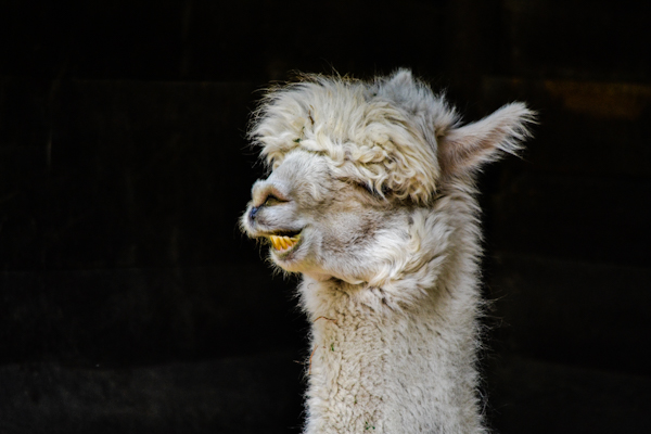 Alpacca Pueblo Zoo