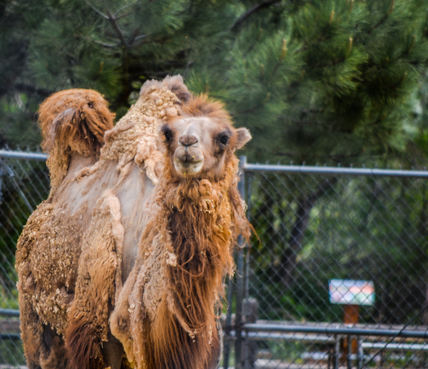 Bactrian Camel Pueblo Zoo