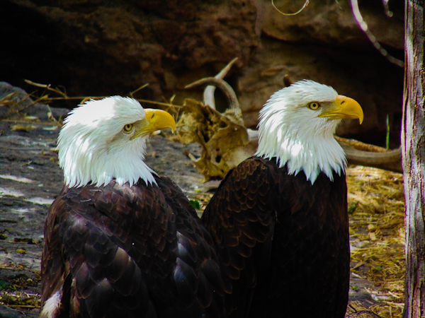 Bald Eagle 1 Pueblo Zoo
