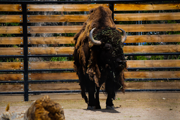 Bison Pueblo Zoo