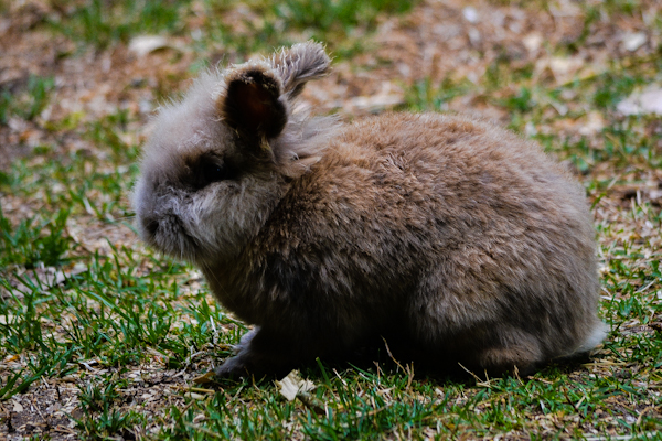 Bunny Pueblo Zoo