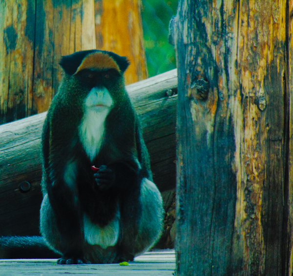 De Brazzas Monkey Pueblo Zoo