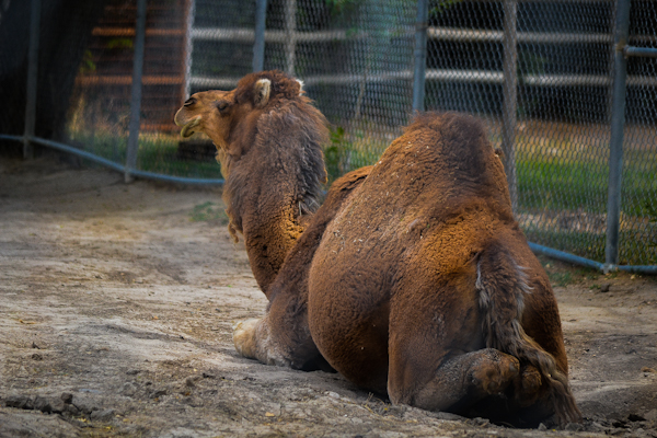 Dromedary Camel Pueblo Zoo