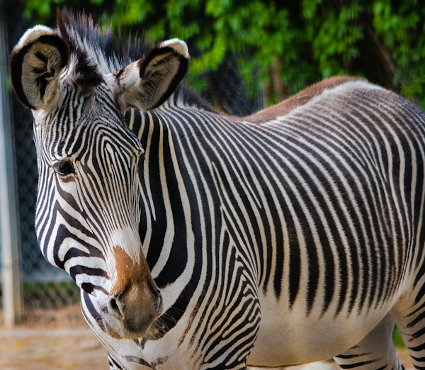 Grevys Zebra Pueblo Zoo