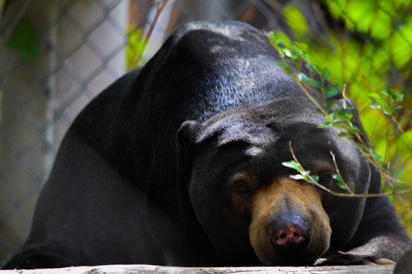 Malayan Sun Bear Pueblo Zoo