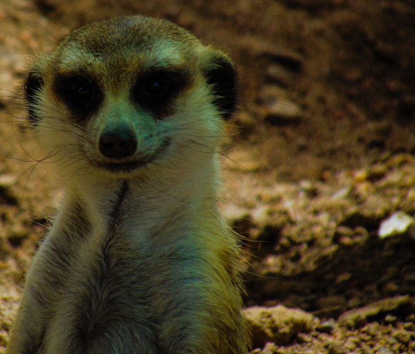 Meerkat Pueblo Zoo