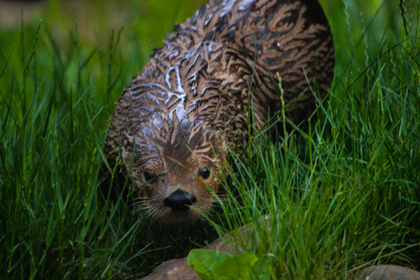 North American River Otter Pueblo Zoo