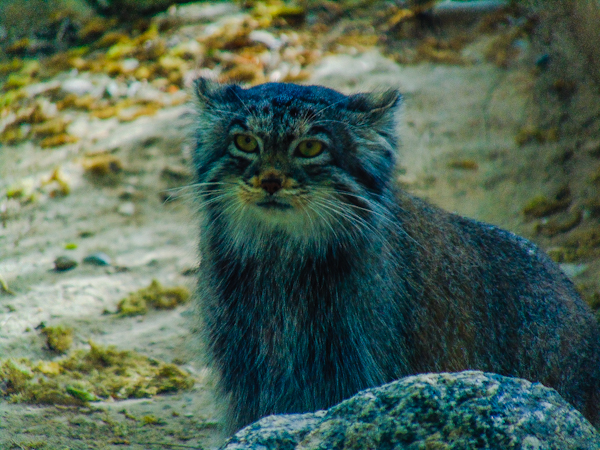 Pallas Cat 1 Pueblo Zoo