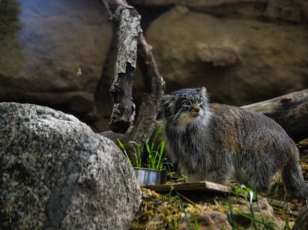 Pallas Cat 2 Pueblo Zoo