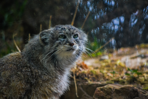 Pallas Cat 4 Pueblo Zoo