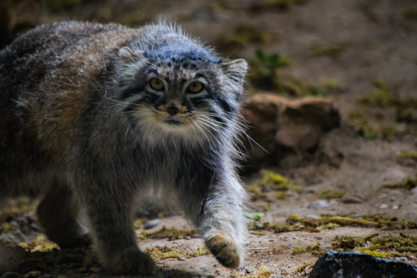 Pallas Cat 5 Pueblo Zoo