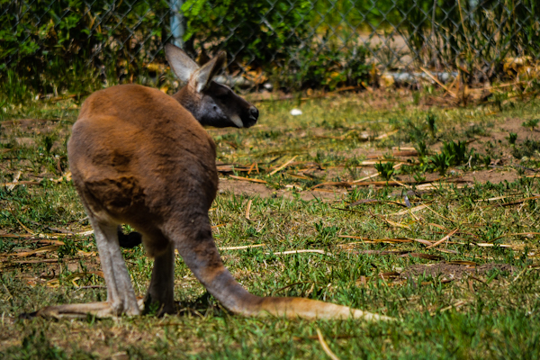 Red Kangaroo Pueblo Zoo