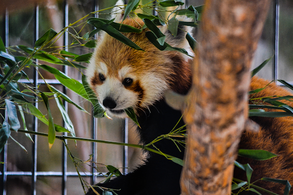 Red Panda 2 Pueblo Zoo