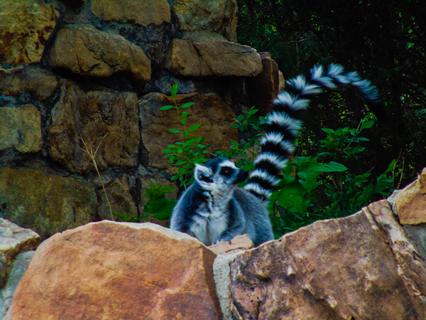 Ring Tailed Lemur 1 Pueblo Zoo