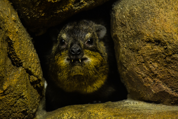 Rock Hyrax Pueblo Zoo