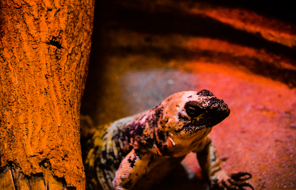 San Esteban Chuckwalla Pueblo Zoo