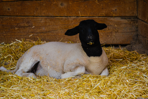 Sheep Pueblo Zoo