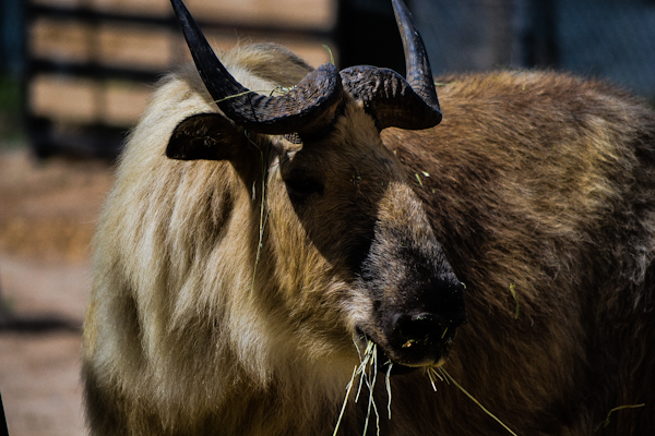 Takin 1 Pueblo Zoo