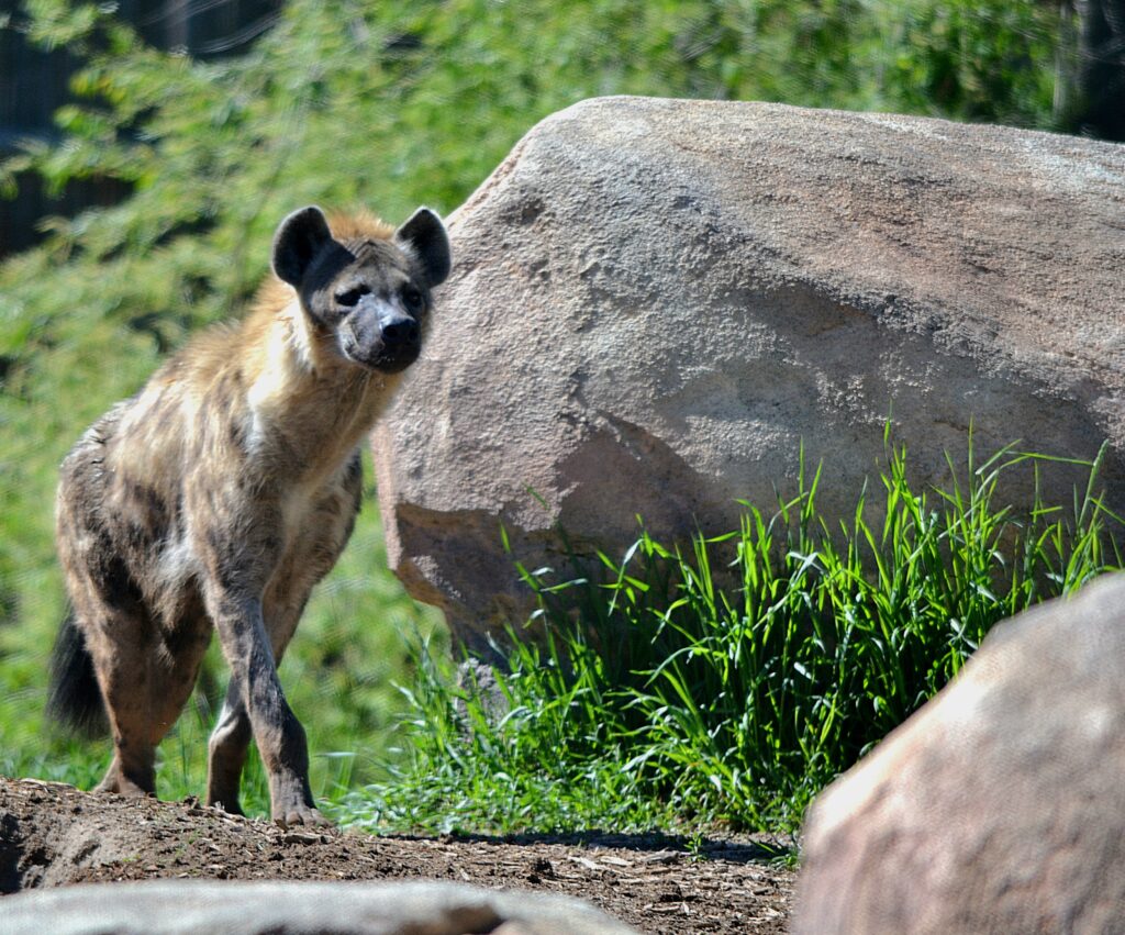 Spotted Hyena strutting from the Denver Zoo